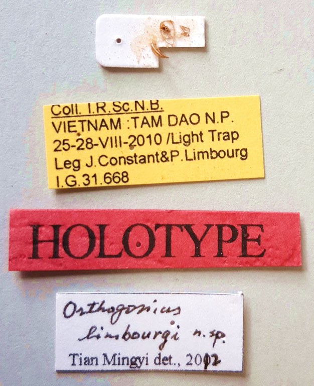 Orthogonius limbourgi Ht labels