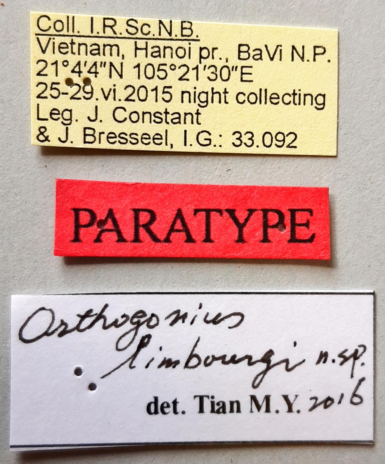 Orthogonius limbourgi Pt labels
