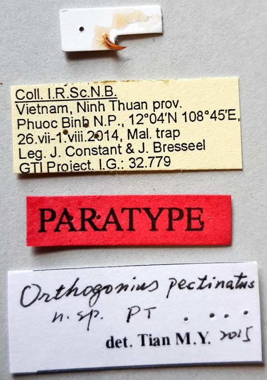Orthogonius pectinatus Pt labels