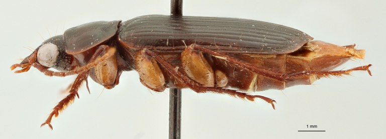 Orthogonius pectinatus Pt L