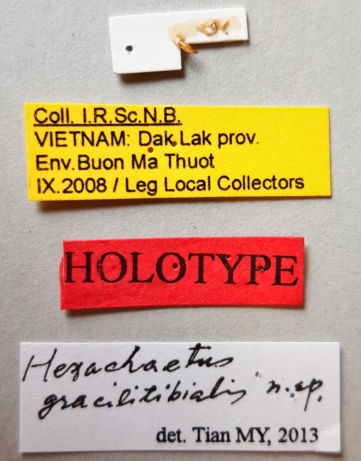 Hexachaetus gracilitibialis Ht labels
