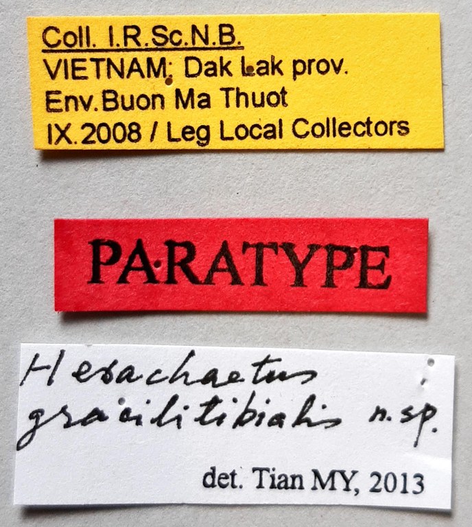 Hexachaetus gracilitibialis Pt labels