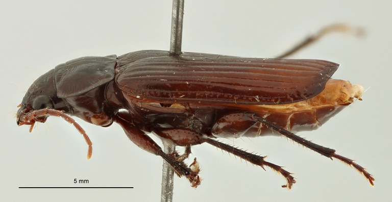 Hexachaetus gracilitibialis Pt L