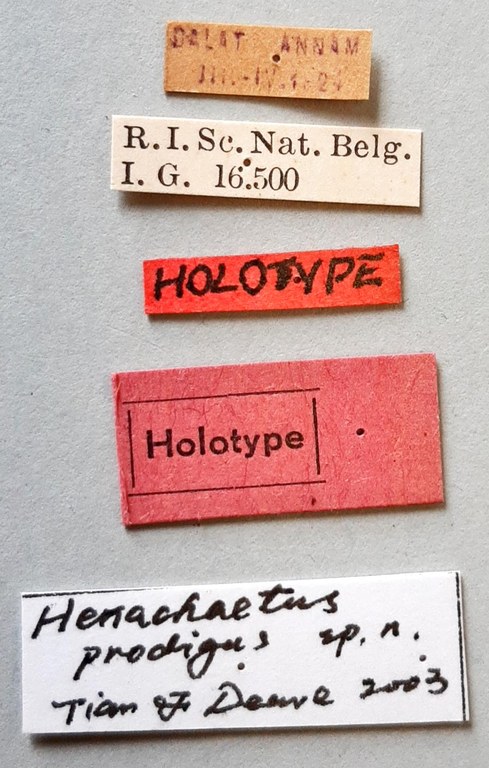 Hexachaetus prodigus Ht labels