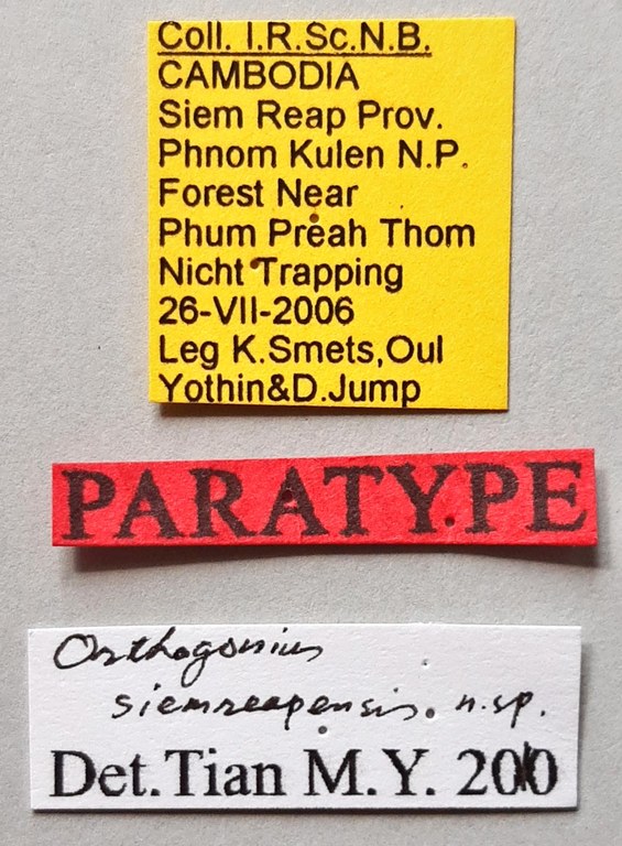 Orthogonius siemreapensis Pt labels