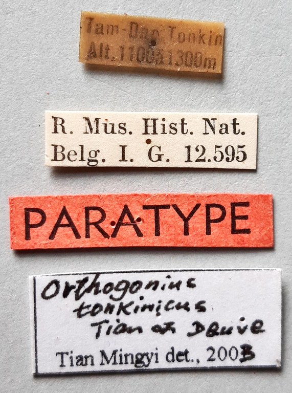 Orthogonius tonkinicus Pt labels