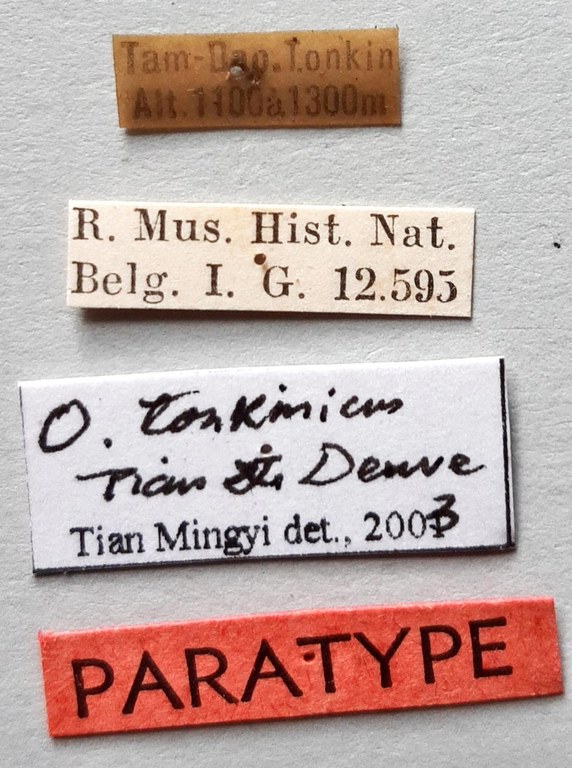 Orthogonius tonkinicus Pt labels