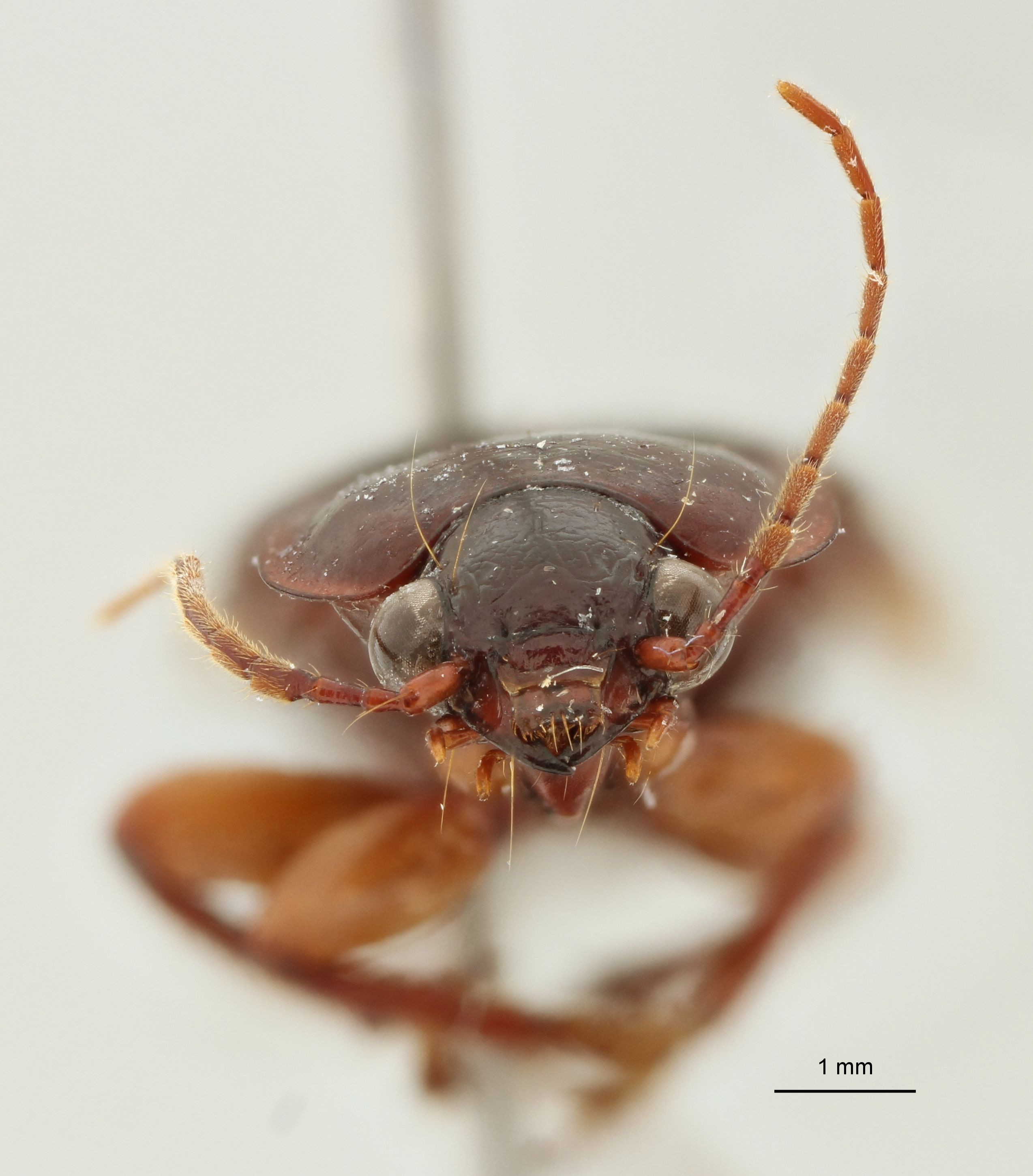 Orthogonius cyclothorax Ht F