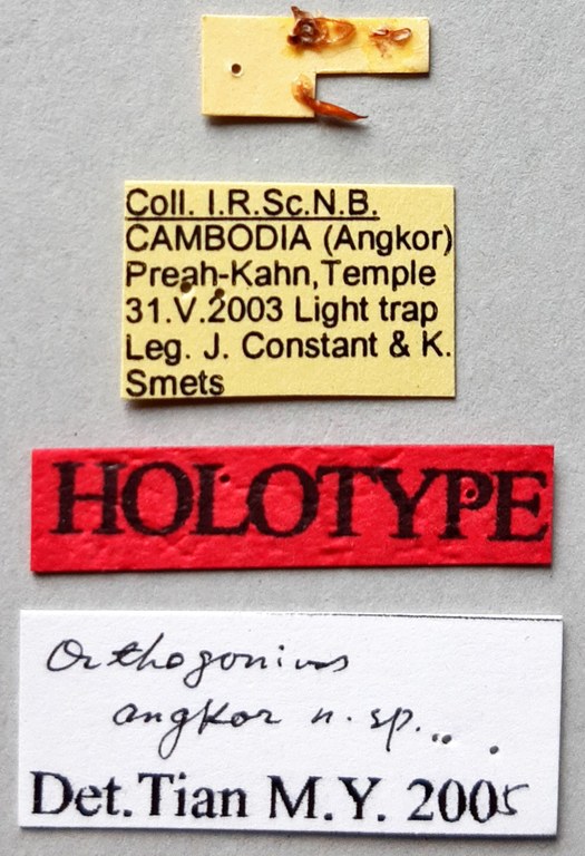 Orthogonius angkor Ht labels