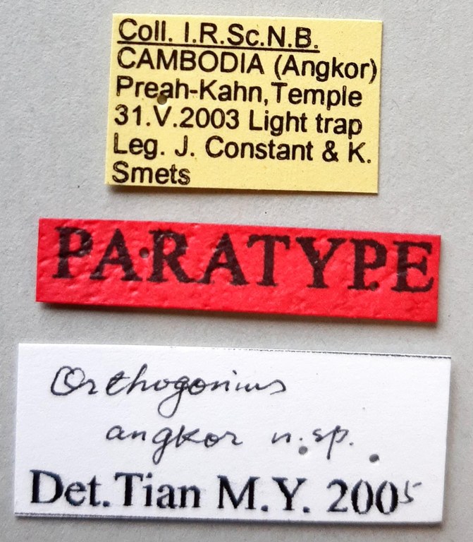 Orthogonius angkor Pt labels