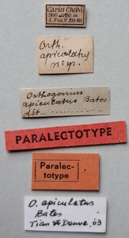 Orthogonius apiculatus Plt labels