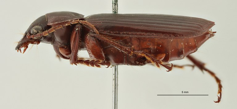 Orthogonius apiculatus Plt L