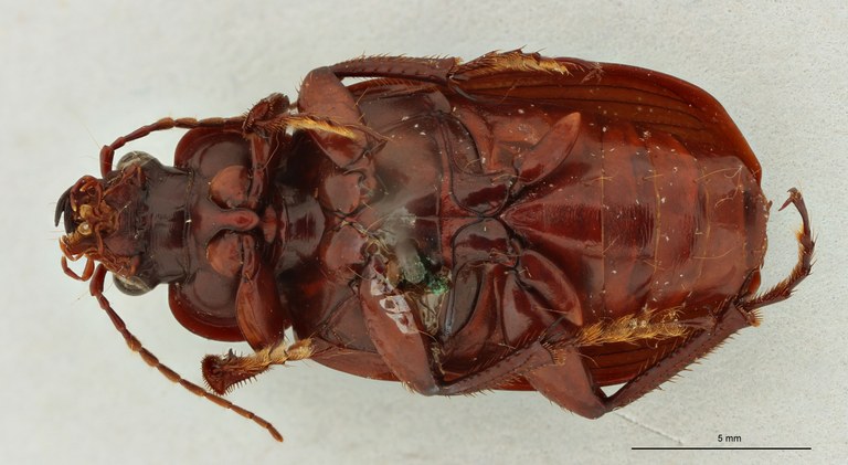 Orthogonius apiculatus Plt V