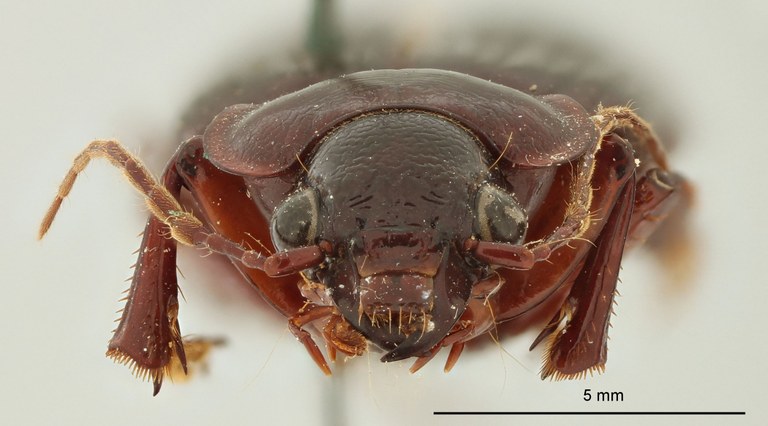 Orthogonius apiculatus Plt F