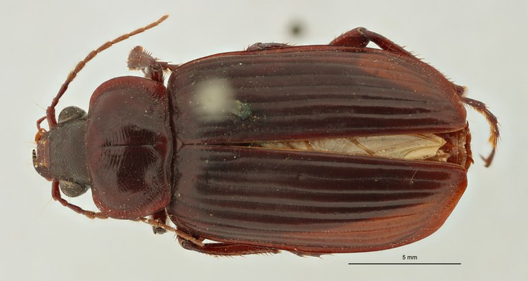 Orthogonius apiculatus Plt D