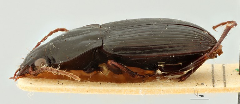 Pterostichus leleuporum Pt L