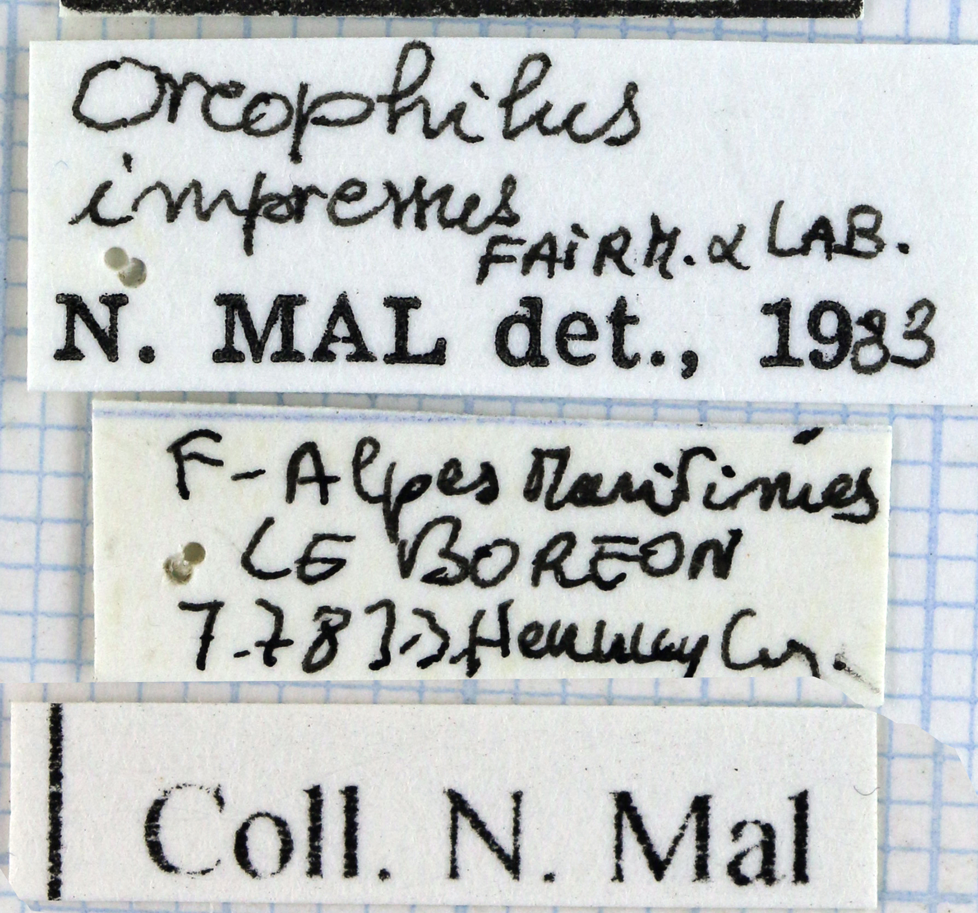 Oreophilus impressus 45542.jpg