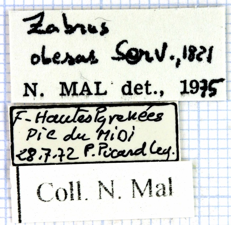 Zabrus (Iberozabrus) obesus lab 49059.jpg