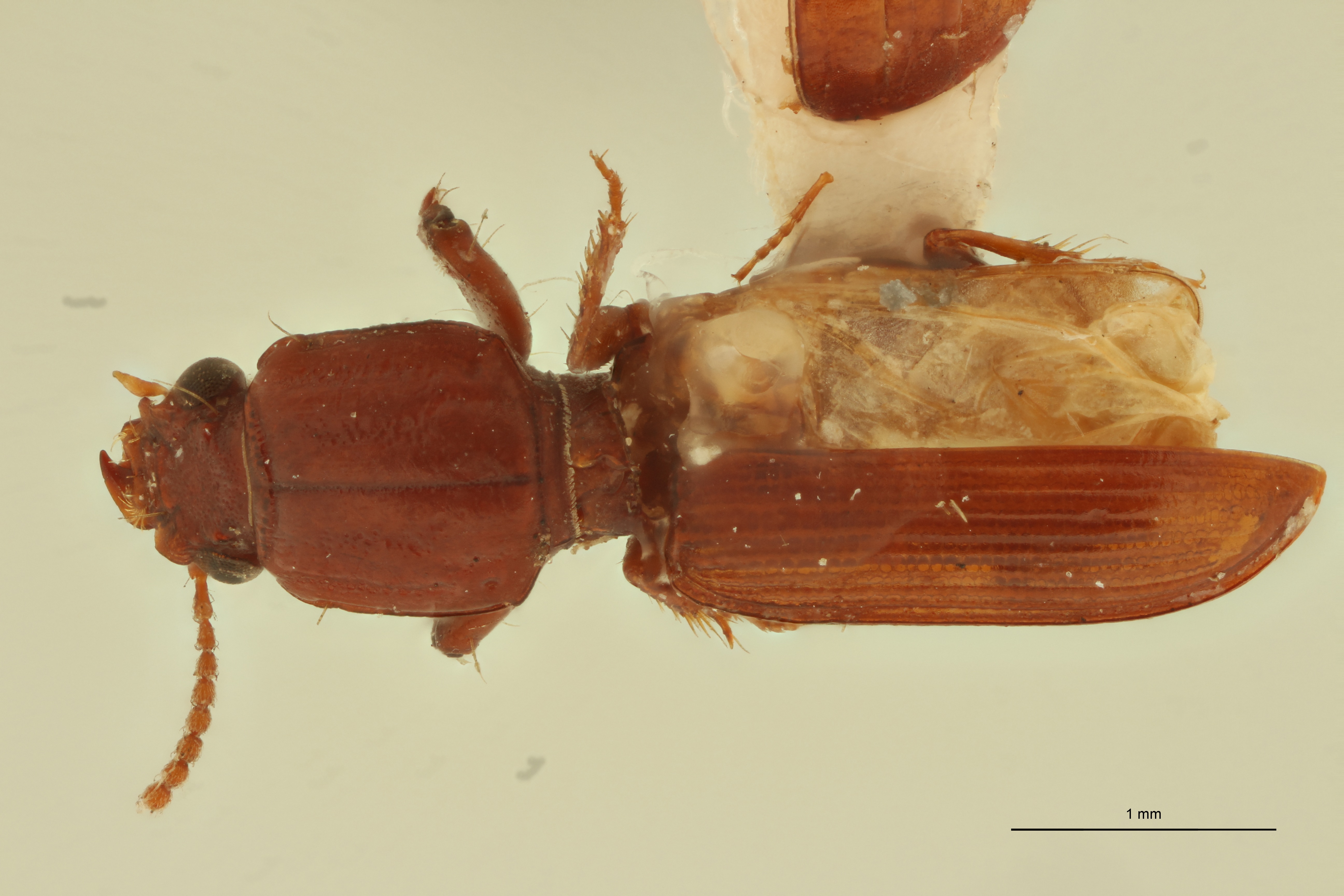 Ancus bicornutus M St D.jpg