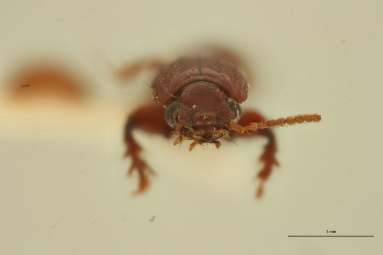 Ancus bicornutus M St F.jpg Ancus bicornutus M St F.jpg