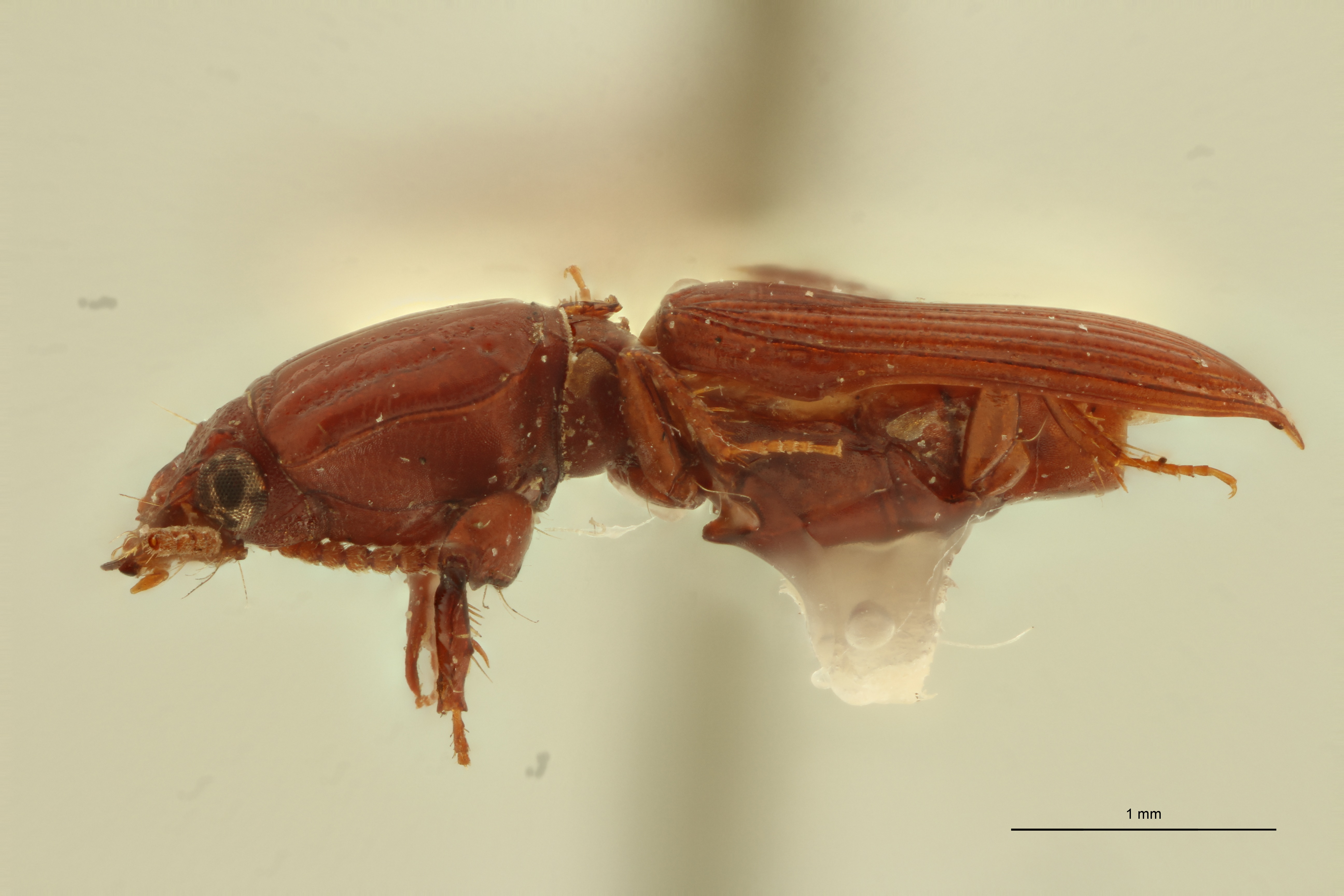 Ancus bicornutus M St L.jpg