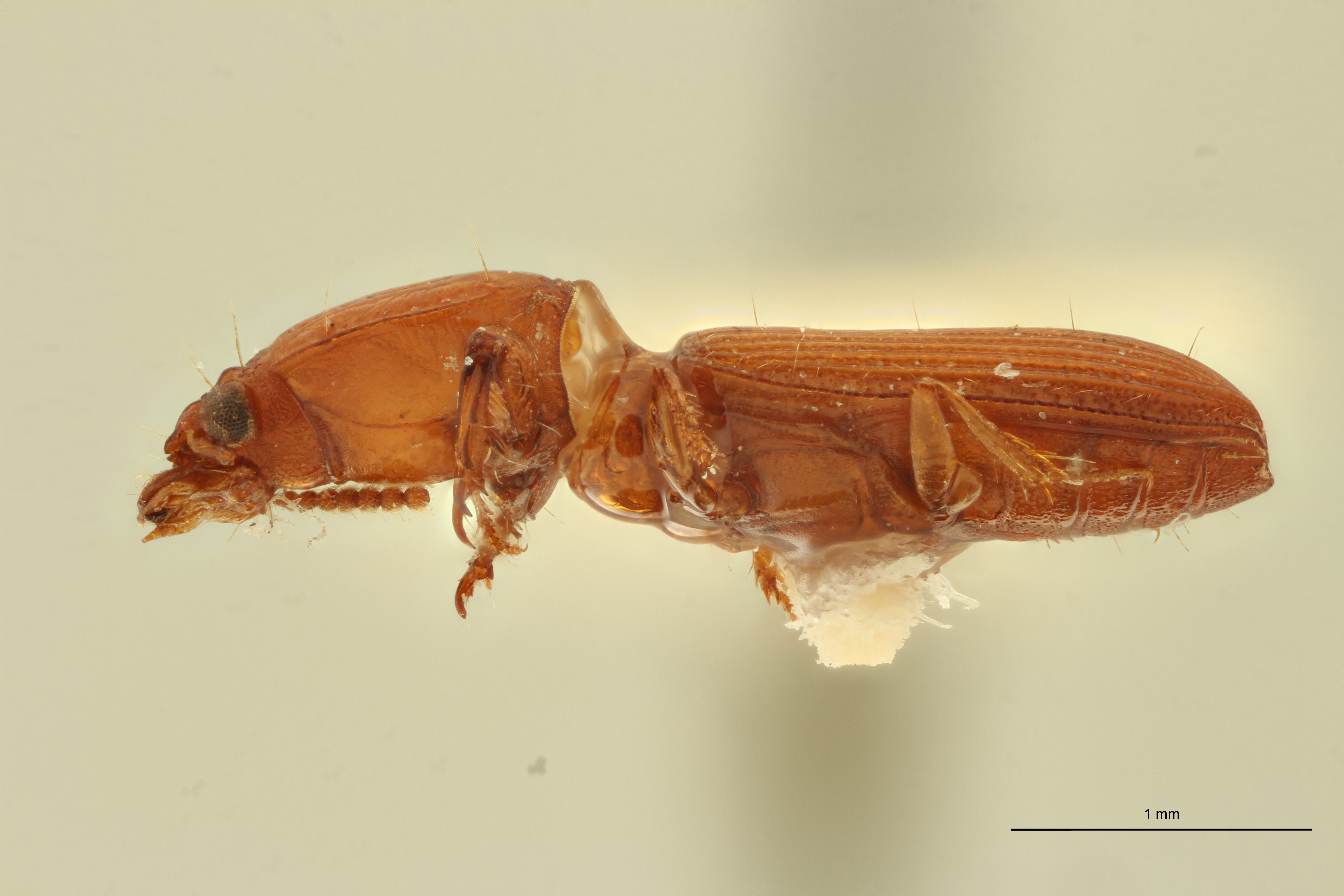 Ancus excavaticeps F Plt L.jpg