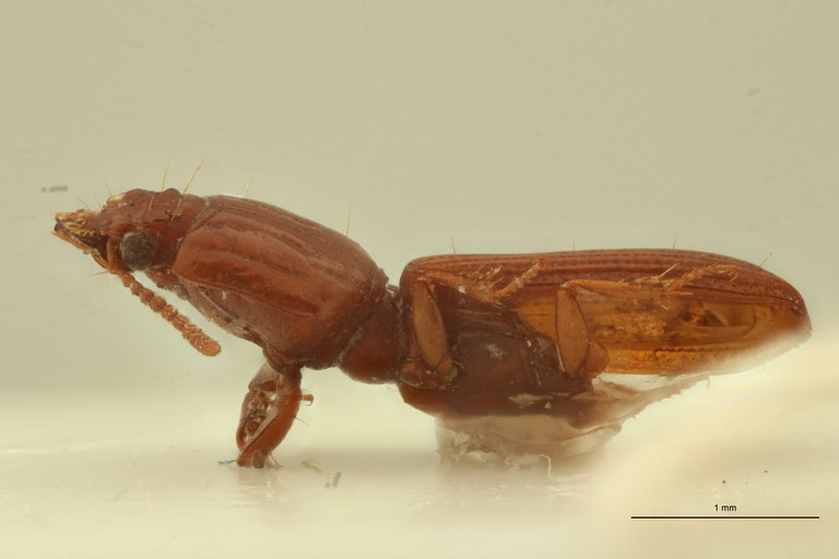 Ancus excavaticeps M Lt L.jpg