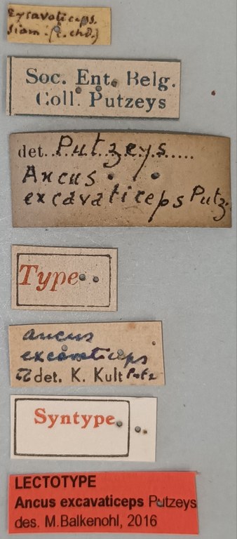 Ancus excavaticeps M Lt Labels.jpg