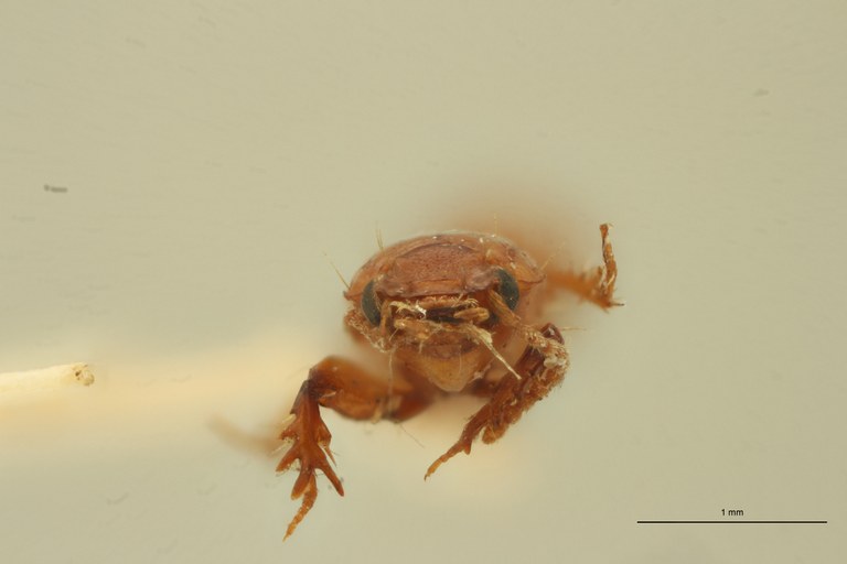 Ancus sulcicollis M St F.jpg