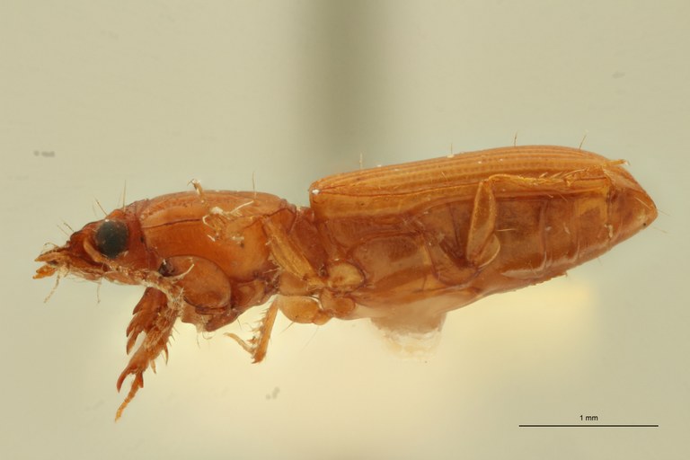 Ancus sulcicollis M St L.jpg