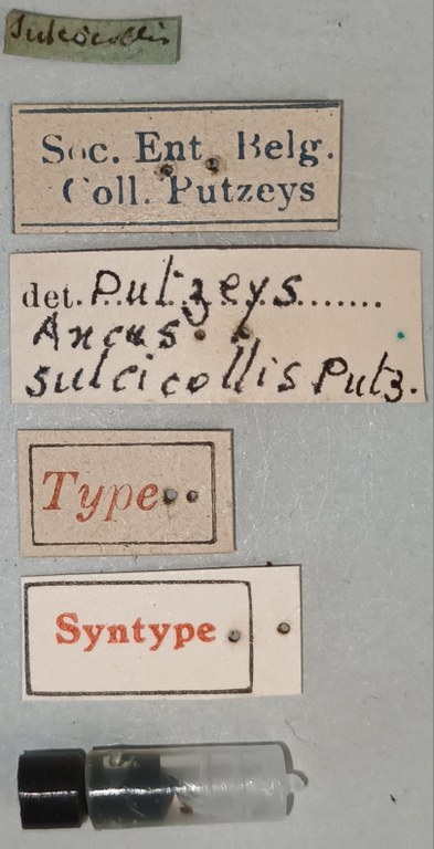 Ancus sulcicollis M St Labels.jpg