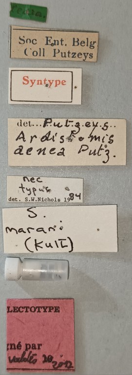 Ardistomis aenea Lt Labels.jpg Ardistomis aenea Lt Labels.jpg