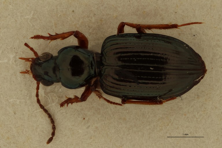 Ardistomis aenea Lt D.jpg Ardistomis aenea Lt D.jpg