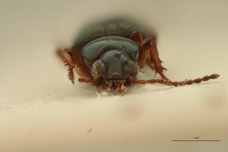Ardistomis aenea Lt F.jpg Ardistomis aenea Lt F.jpg