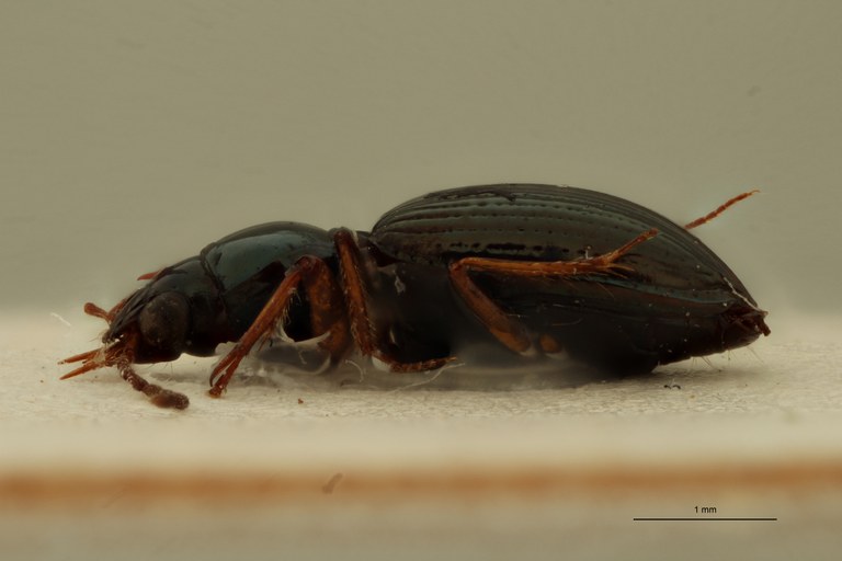 Ardistomis aenea Lt L.jpg Ardistomis aenea Lt L.jpg