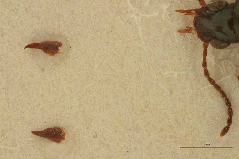 Ardistomis aenea Lt Palps.jpg Ardistomis aenea Lt Palps.jpg