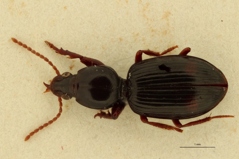 Ardistomis arechavaletae Lt D.jpg Ardistomis arechavaletae Lt D.jpg