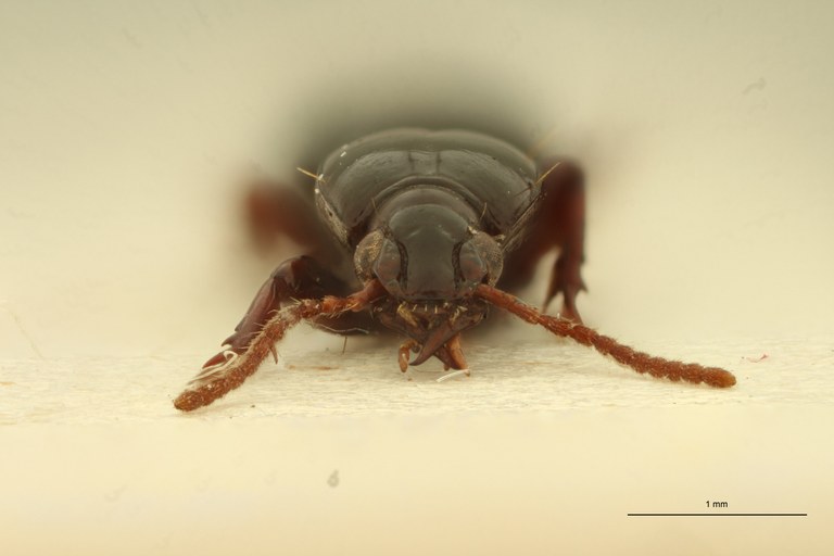 Ardistomis arechavaletae Lt F.jpg Ardistomis arechavaletae Lt F.jpg
