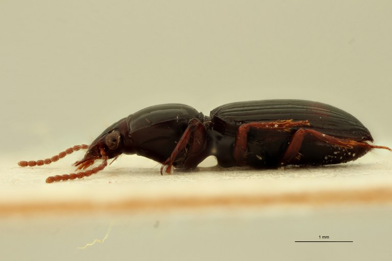Ardistomis arechavaletae Lt L.jpg Ardistomis arechavaletae Lt L.jpg