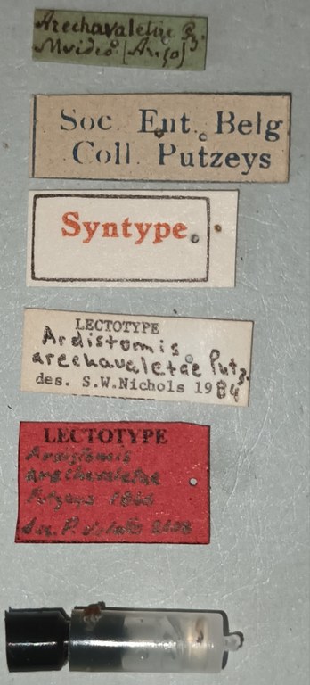 Ardistomis arechavaletae Lt Labels.jpg Ardistomis arechavaletae Lt Labels.jpg