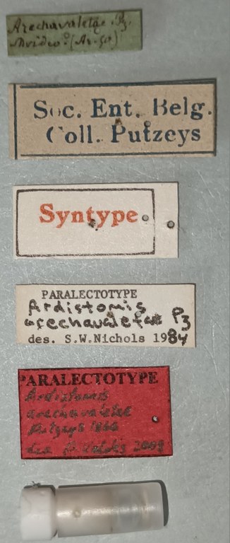 Ardistomis arechavaletae Plt Labels.jpg