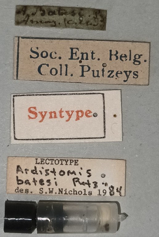 Ardistomis batesi Lt Labels.jpg