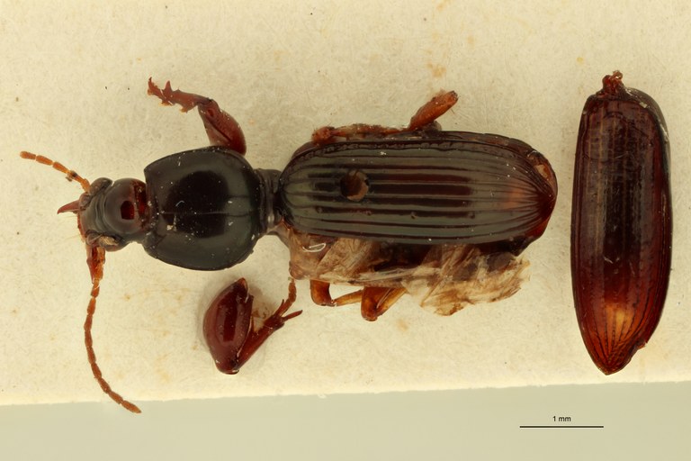 Ardistomis brevis D.jpg