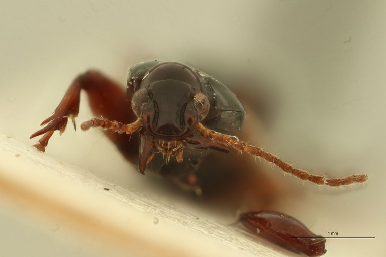 Ardistomis brevis F.jpg