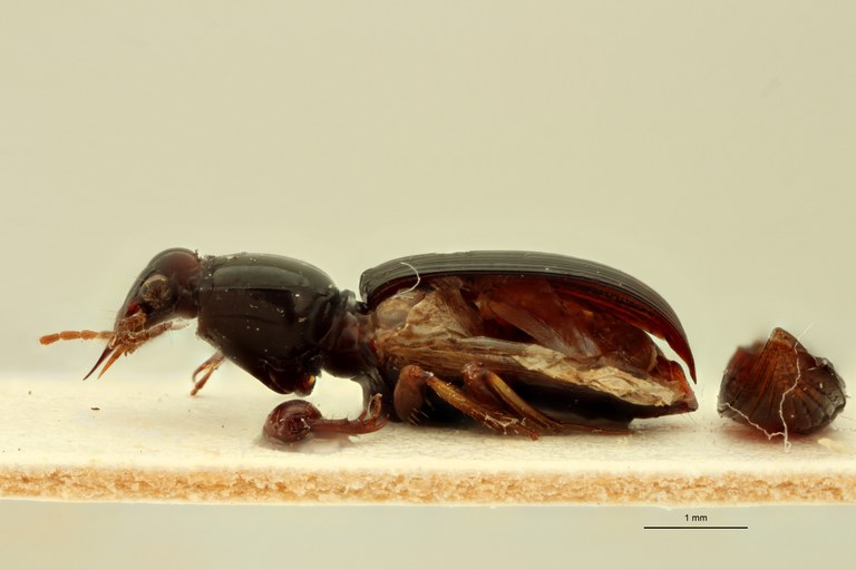 Ardistomis brevis L.jpg