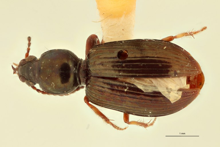 Ardistomis constricta F D.jpg