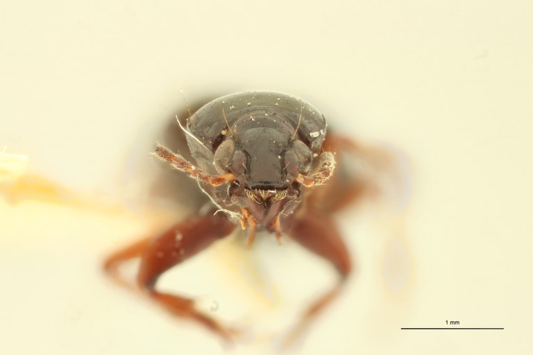 Ardistomis constricta F F.jpg