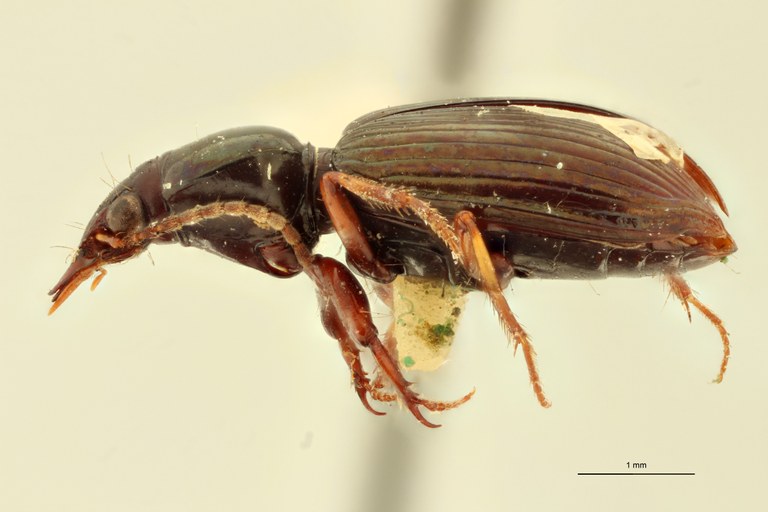 Ardistomis constricta F L.jpg