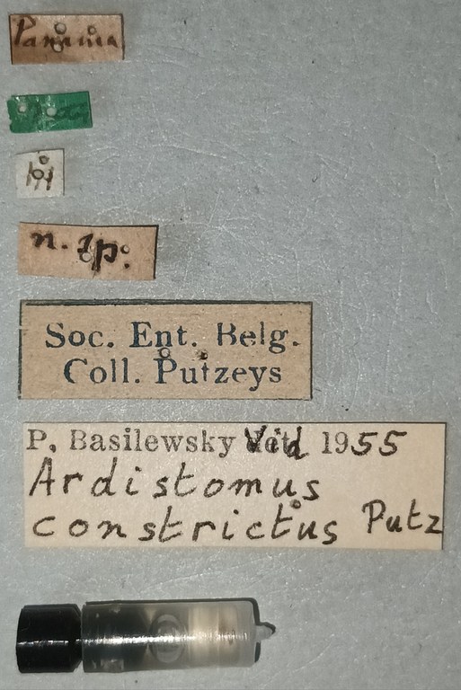 Ardistomis constricta F Labels.jpg
