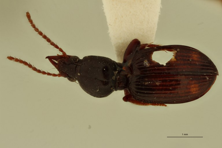 Ardistomis curta F Ht D.jpg